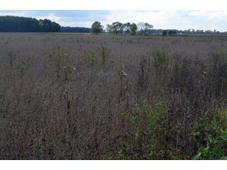 Property photo 104 - EHLE FARMS AUCTION - 118+/- ACRES IN 9 TRACTS IN ALLEN COUNTY, INDIANA